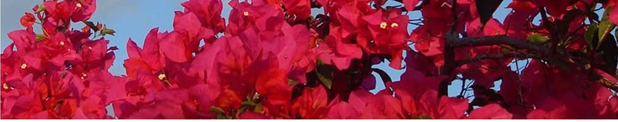 Bougainvillea in full flower against the sky