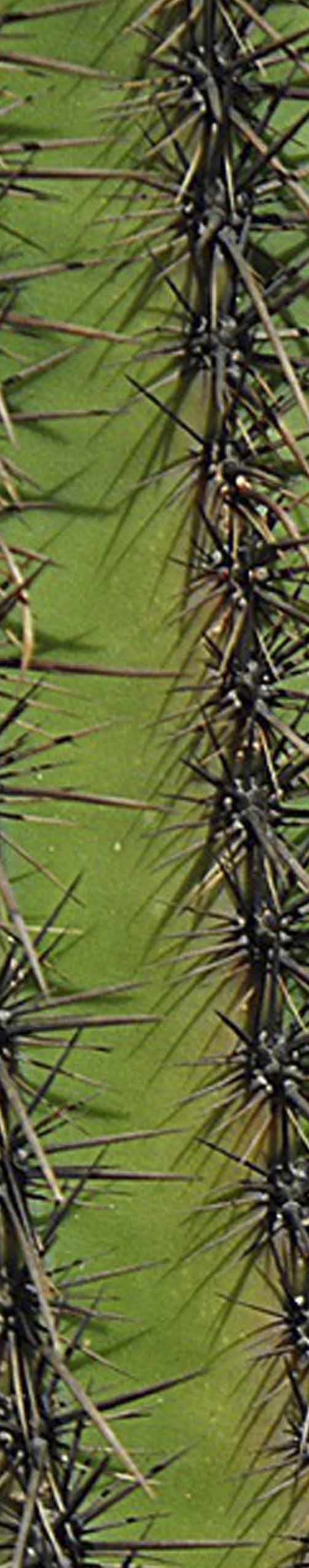 Close-up of a cactus, its spines against the green flesh
